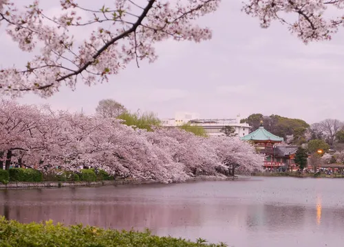 The Best Cherry Blossom Spots