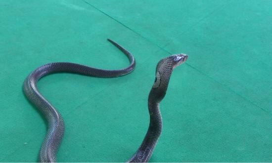 Phuket Cobra Show and Snake Farm