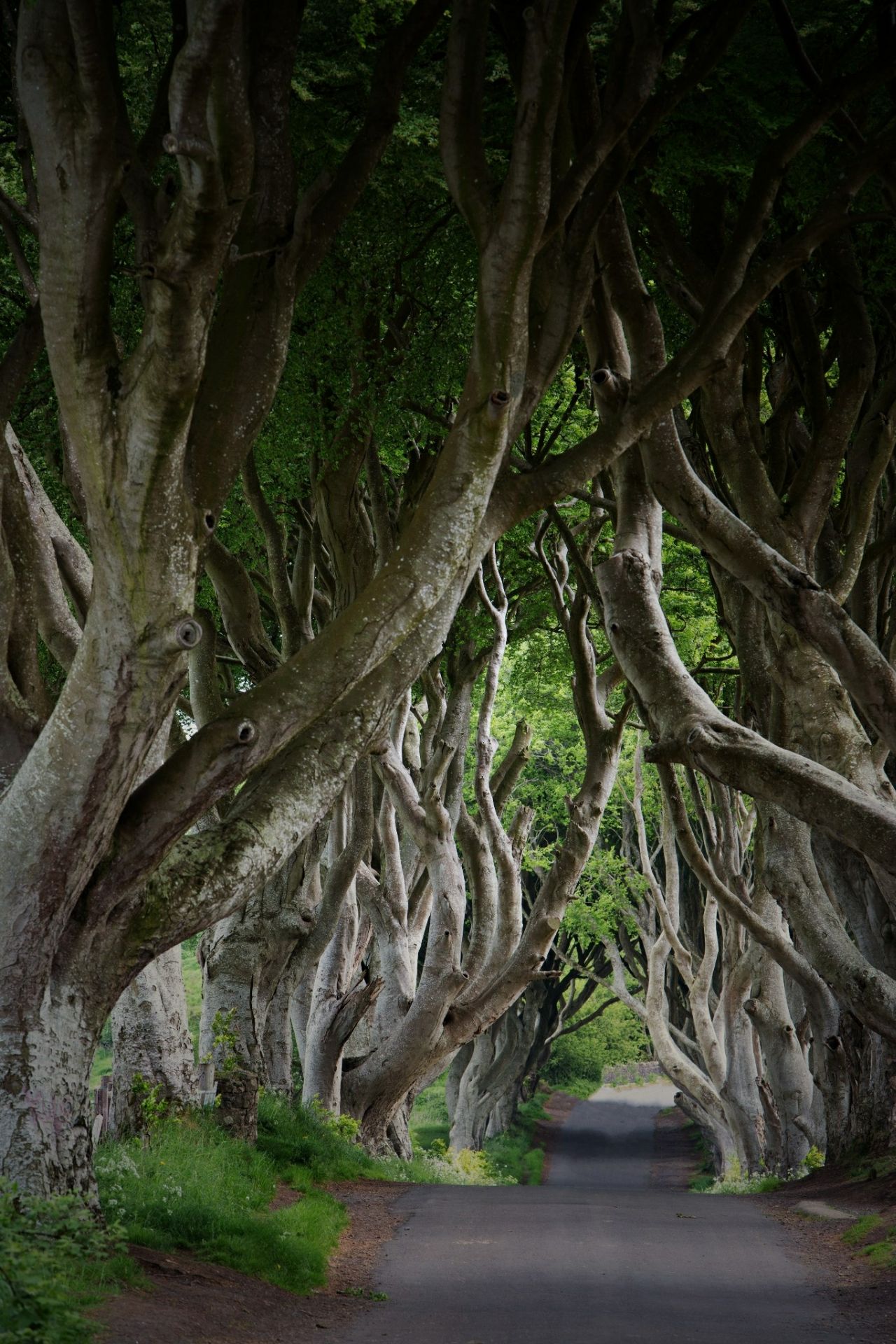 The Dark Hedges Travel Guidebook Must Visit Attractions In Ballymoney The Dark Hedges Nearby Recommendation Trip Com