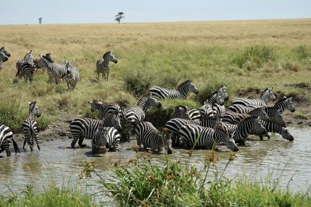 Jozani Forest Reserve