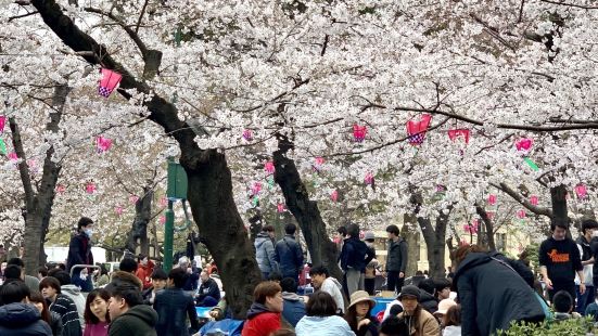 名古屋的賞櫻勝地，名古屋人最愛的賞櫻處，看看這花見盛世。其實