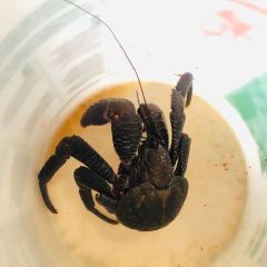 Mura Ichiban User Photo