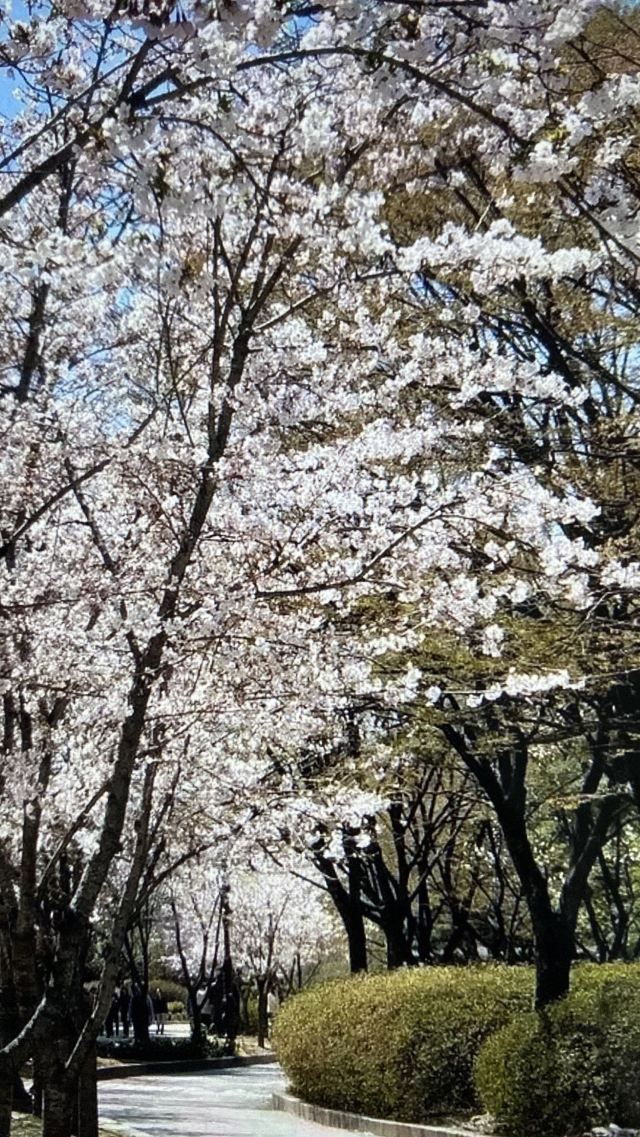 벚꽃 거리