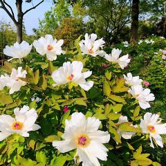 Gardern TeaHouse User Photo