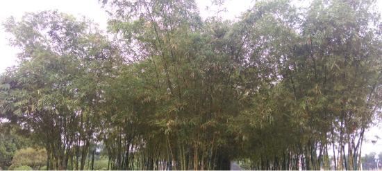 Ba Dinh Square
