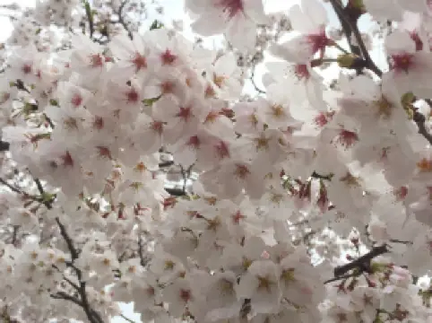 칭청산(청성산)