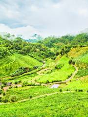 Doi Mae Salong