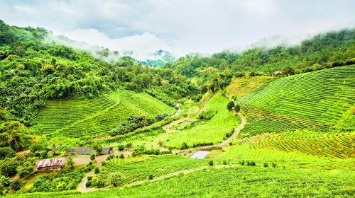 Doi Mae Salong