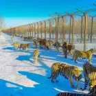 2-Day Harbin Private Ice City Relax Tour includes Ice and Snow World
