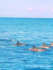 Dolphins by speed boat