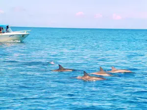 Dolphins by speed boat