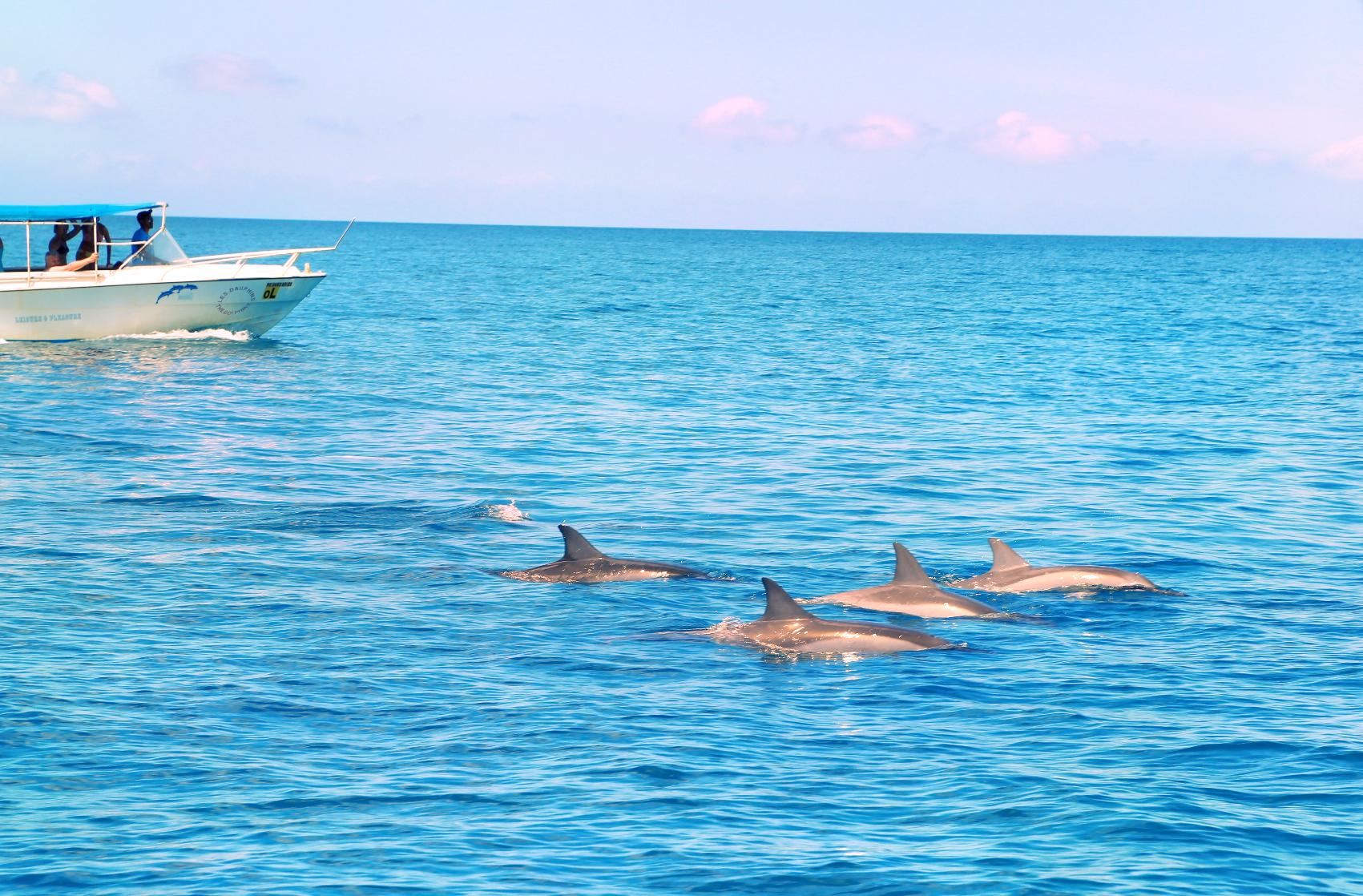 海豚灣拼快艇追海豚