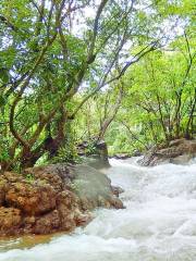 Water Forest