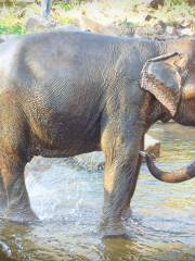 All Lao Elephant Camp