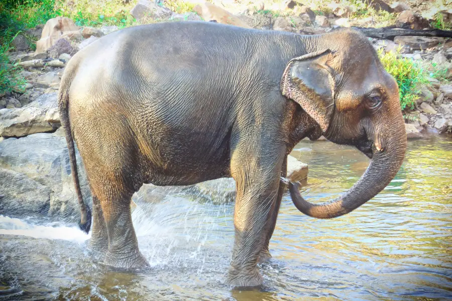 All Lao Elephant Camp