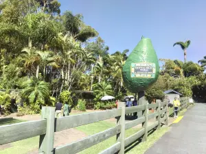 黃金海岸熱帶水果園