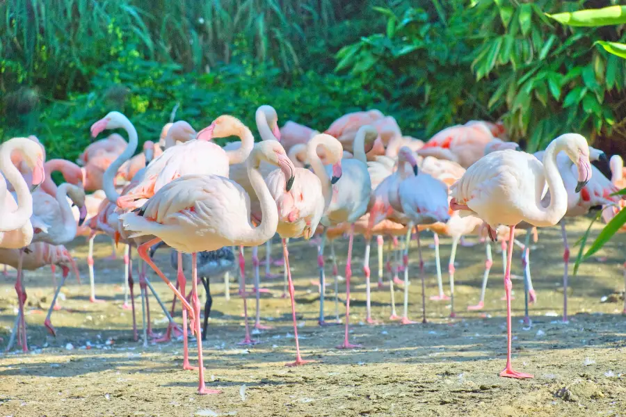 漢諾威動物園