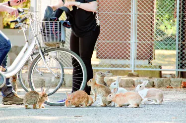Okunoshima Island