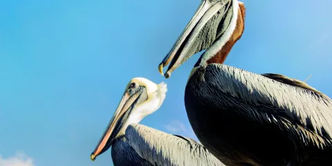 Crane Point Museum & Nature Center