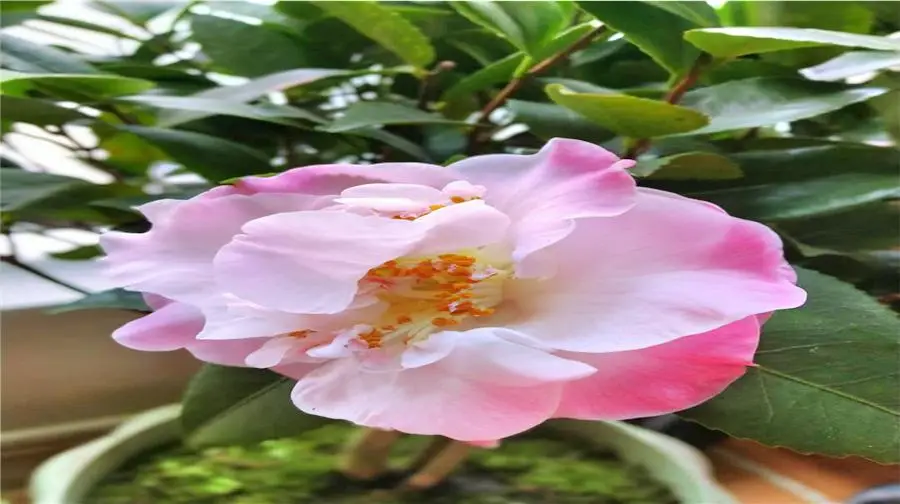 Zunyi Peony Garden