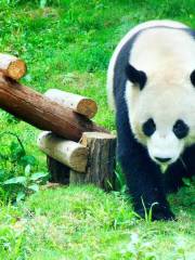 紅山森林動物園