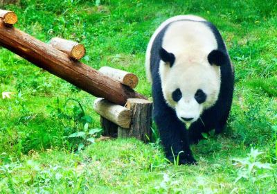 Hongshan Forest Zoo