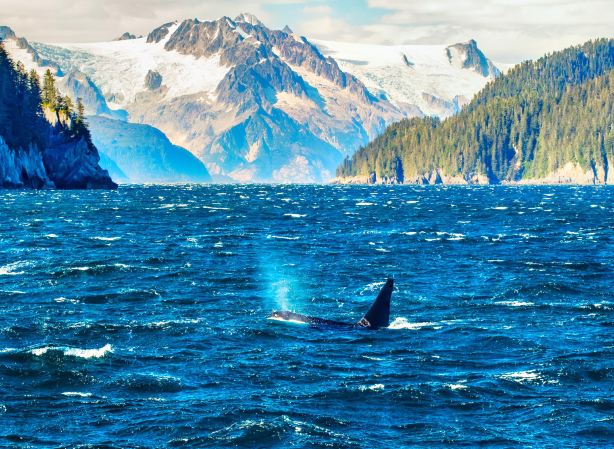 Kenai Fjords National Park