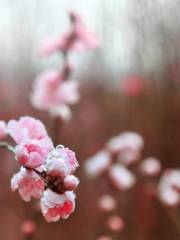Hongquan Peach Blossom  Valley