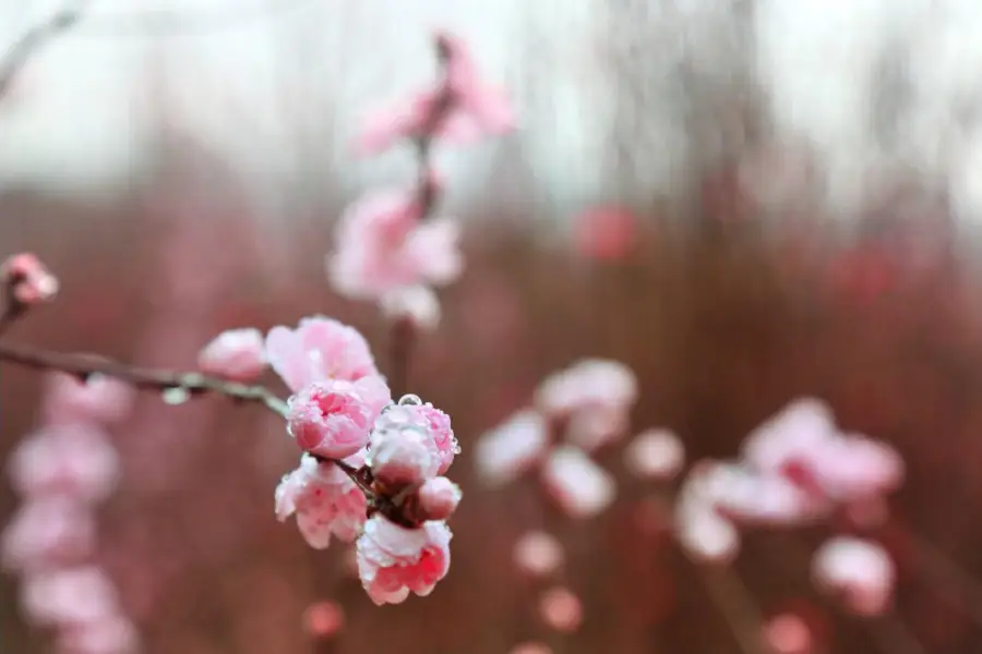 Hongquan Peach Blossom  Valley