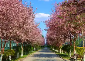 Xinjiang Agricultural Expo