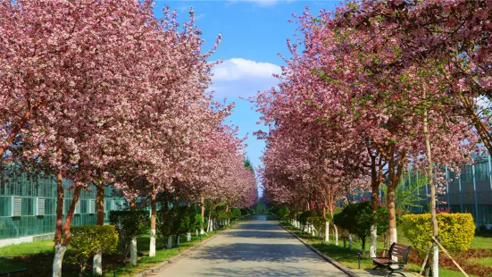 Xinjiang Agricultural Expo