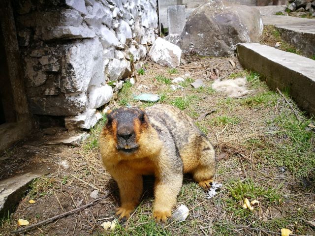 모스카