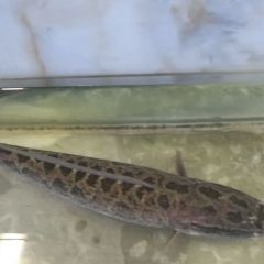 木火铁锅炖(彬州市店) User Photo