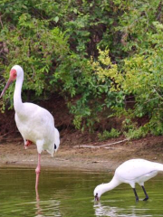 百鳥園