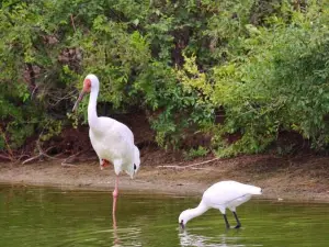 百鳥園