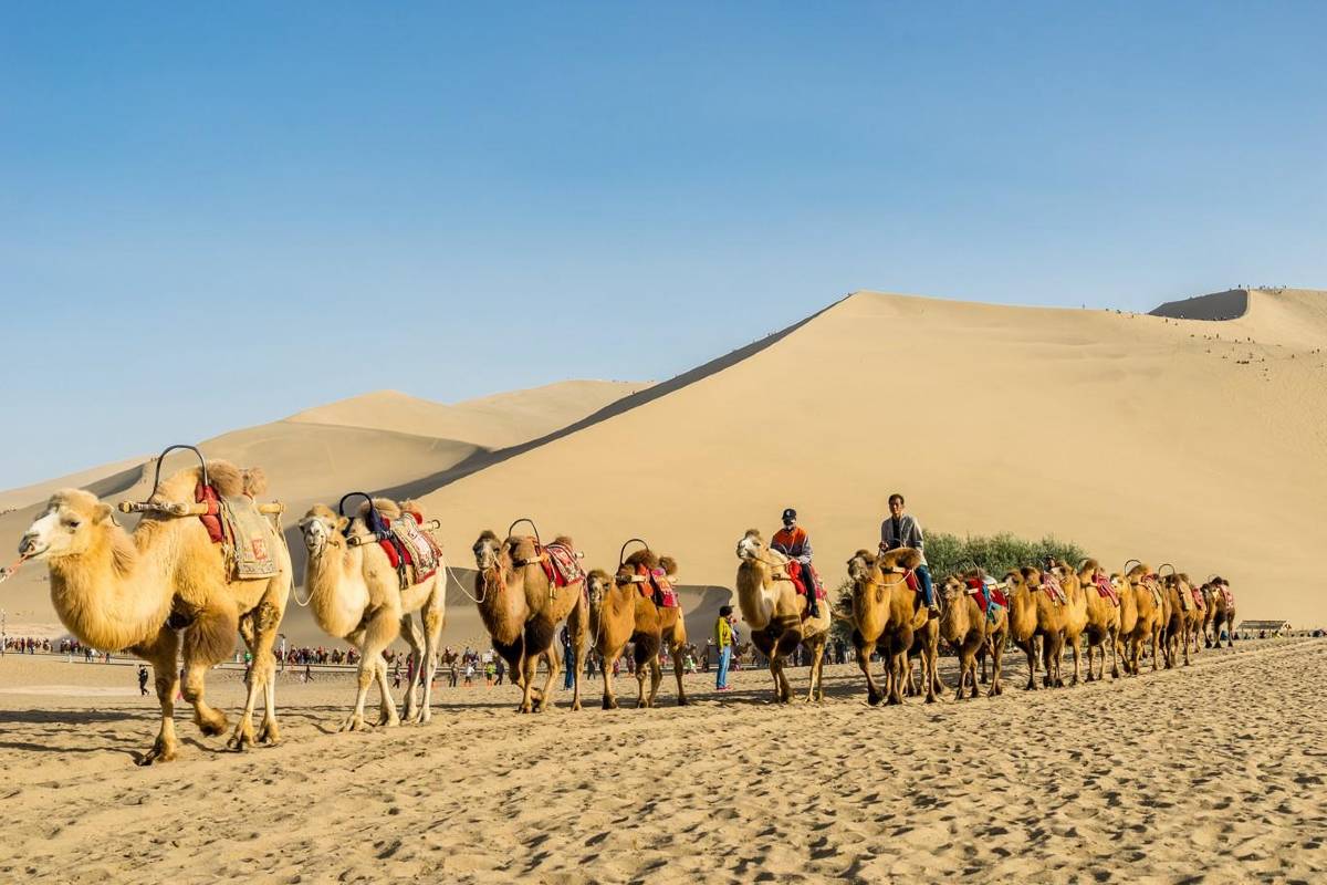 鳴沙山必玩項目一:騎駱駝