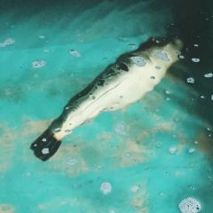 Takoyasu User Photo