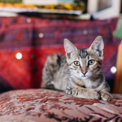 Omurca Art Cave User Photo