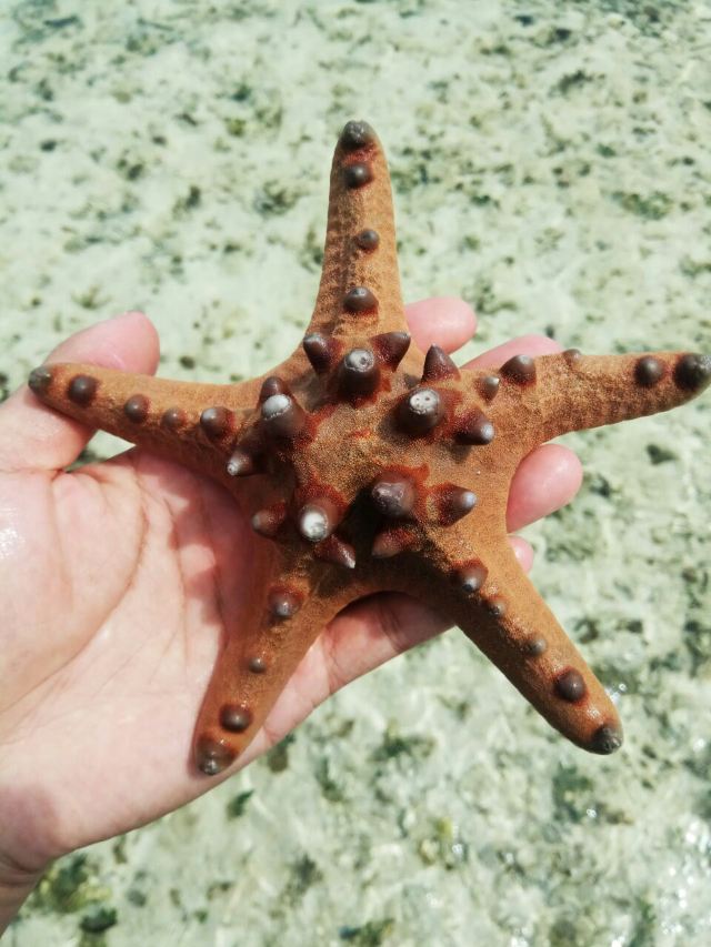Balicasag Island