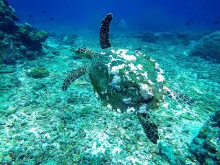 It’s been a lifetime dream to move to Southeast Asia and pursue a career in marine conservation. I finally took the leap in May!! The pictures are from a vacation to Bali, Indonesia in October 2019. 
The entire experience opened my eyes to the limitless opportunities for growth here.
Florida has nothing on the Coral Triangle!
.
.
#dreamsdocometrue #tenacious #passport #journey #marineconservation #sayyes #humbled #bethankful #opendoors #attitudeofgratitude #Bali #Indonesia #seaturtle #oceanexplorer #turnthetide #travel #wanderlust #momentum #research #scuba #CoralTriangle #scubadiver #NusaPenida #NusaLembongan #opportunities #relax #beopen #perseverance #makingmoves #NaCl #Florida #native #staysalty