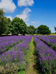 NZ Alpine Lavender