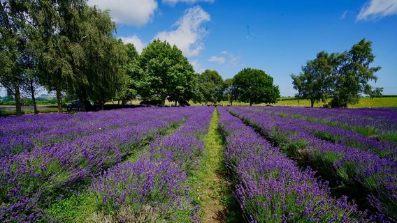 NZ Alpine Lavender