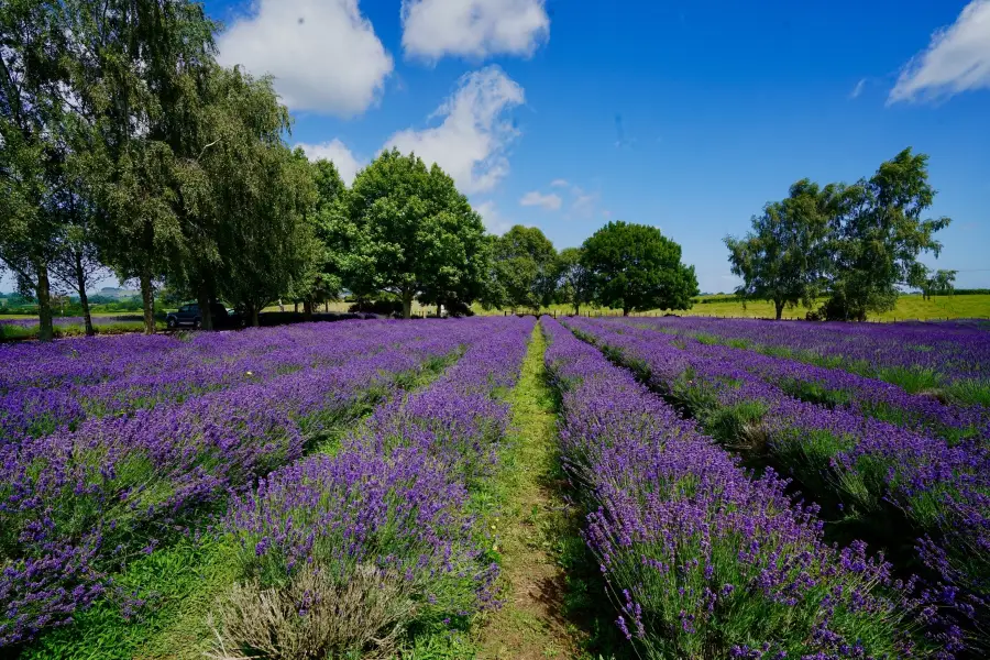 NZ Alpine Lavender