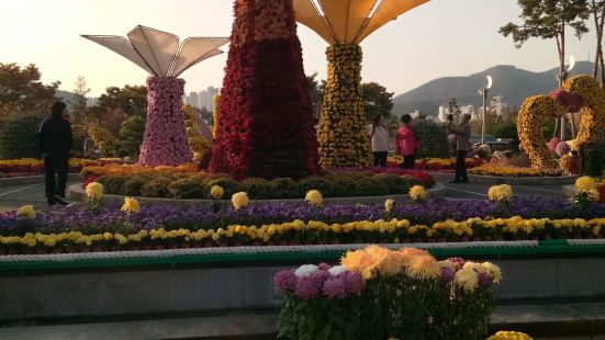 這是這個公園一年一度的菊花展覽，太漂亮了，各種各樣的花跟造型