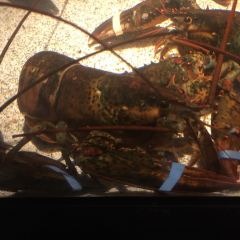 Red Lobster User Photo