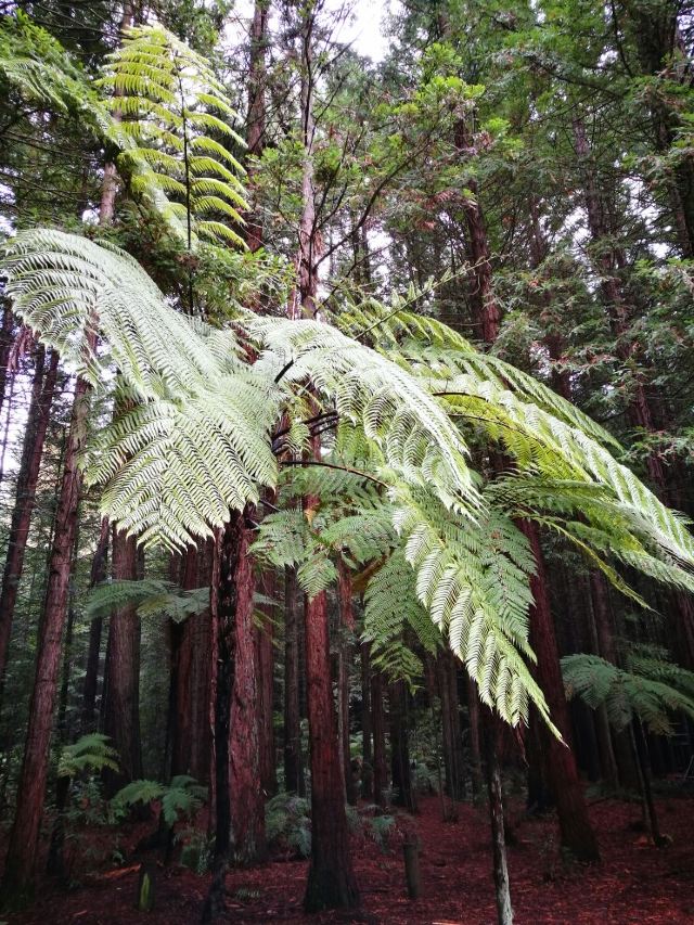 Redwoods, Whakarewarewa Forest