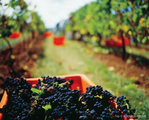 4_澳大利亞塔馬谷