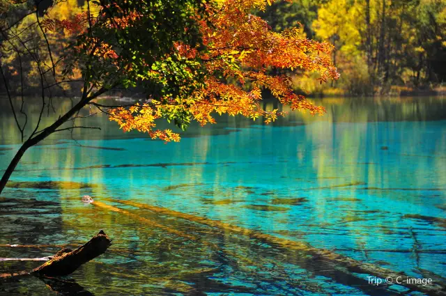 Fall Leaves Viewing in Jiuzhaigou