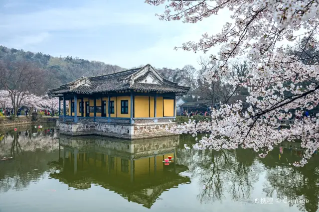 Cherry Blossom Viewing in Wuxi