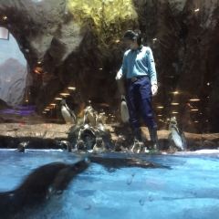 Emperor Penguin All Day Dining User Photo